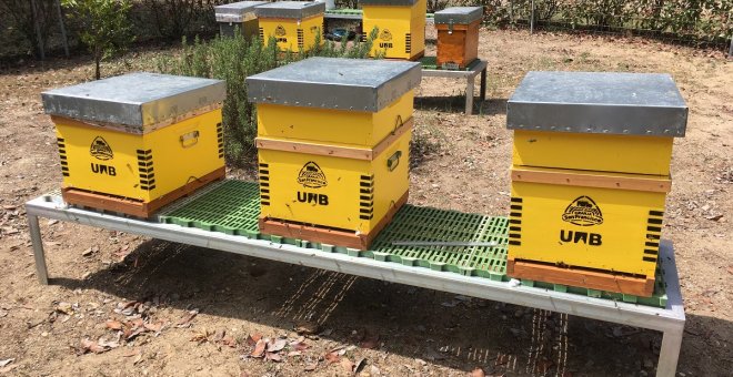 La inteligencia artificial se alía con la apicultura para preservar las abejas