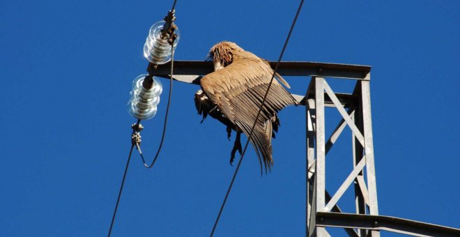 La Fiscalia es querella contra Endesa pels centenars d'aus mortes en línies elèctriques de Barcelona