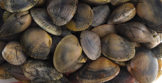 Cantabria prohíbe la extracción y comercialización de moluscos por marea roja