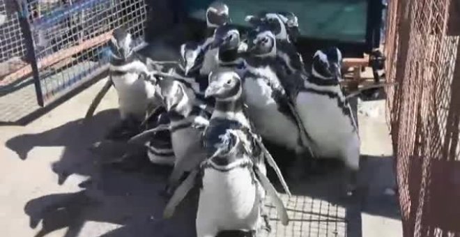 12 pingüinos vuelven a su vida en libertad tras ser rescatados en Argentina