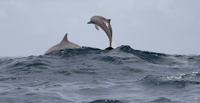 Liberan a dos delfines atrapados en una almadraba de Cartagena