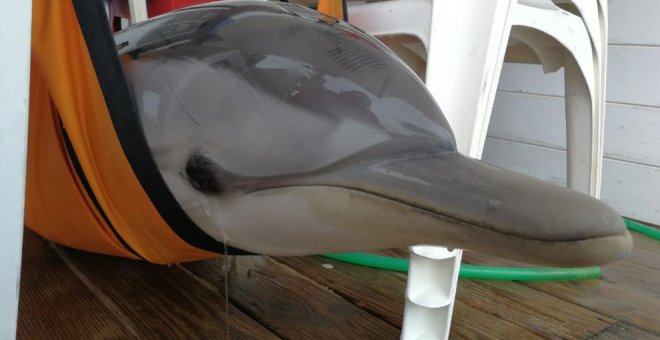 Devuelto al mar un delfín que quedó varado en la playa de Gandia 