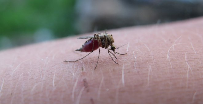 Oxford asegura tener la primera vacuna contra la malaria efectiva más de un 75%