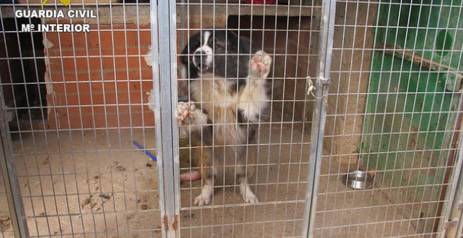 Investigado un hombre en Cuenca por tener a ocho perros descuidados, a los que operó para que no ladrasen