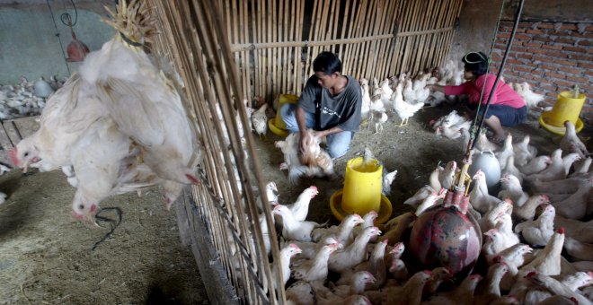 España esquiva la gripe aviar, que ya ha saltado de animales a personas en más de quince países