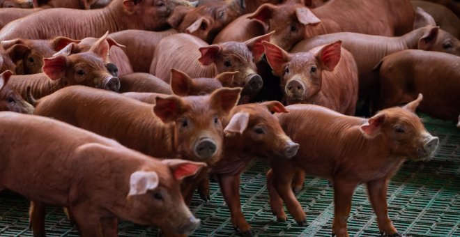 El matadero de Mercavalència expulsa a los pequeños ganaderos locales para poder exportar a China