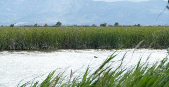 Sedimentos, diques y crisis climática: el Delta del Ebro afronta un futuro incierto
