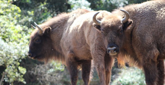 Cantabria vuelve a ser el hogar de los bisontes