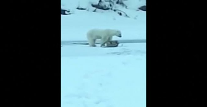 Rescatan en Siberia a una osa polar desorientada y la trasladan al zoológico de Moscú
