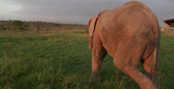 Una  cría de elefanta albina sobrevive a una trampa de furtivos
