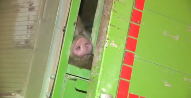 La agonía de 170 cerdos atrapados en la A-2 tras volcar un camión ganadero