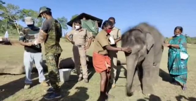 Hacen test a elefantes en la India para detectar si tienen covid