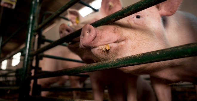 El Parlamento Europeo pide acabar con la cría de animales en jaulas de forma gradual hasta 2027