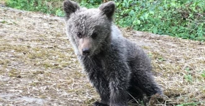Asturias pone en marcha el programa de geolocalización de osos pardos con ejemplares habituados a los humanos