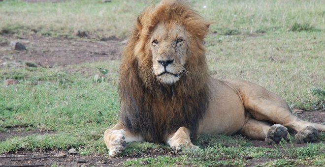 Muere Scarface, el león más famoso de Kenia