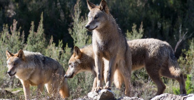 Detener la revisión del lobo como especie protegida "vulnera" el proceso, según el Estado