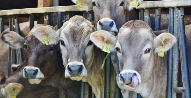 Mueren 18.000 vacas por una explosión en una granja en EEUU