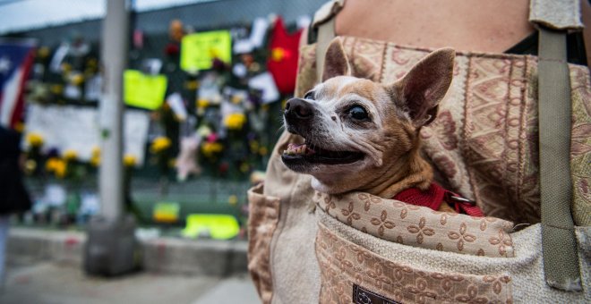 Cada 5 minutos tres perros son abandonados en España