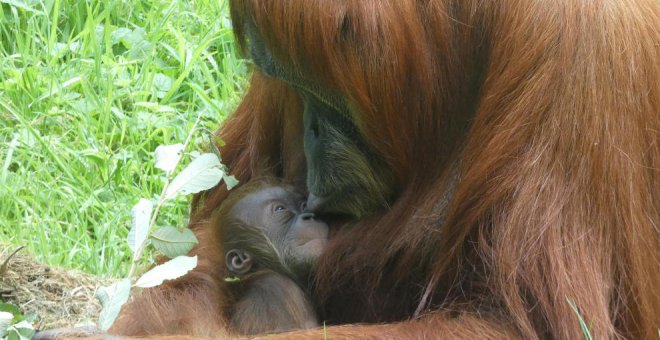 Nace en el Zoo de Santillana una hembra de orangután de Sumatra, especie en peligro crítico de extinción