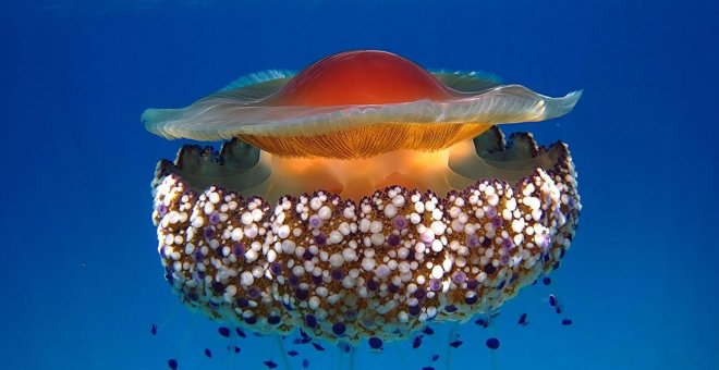 Una medusa mediterránea sobrevivirá al cambio climático