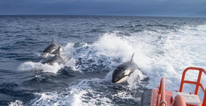 Los incidentes con orcas obligan a limitar la navegación en Cádiz