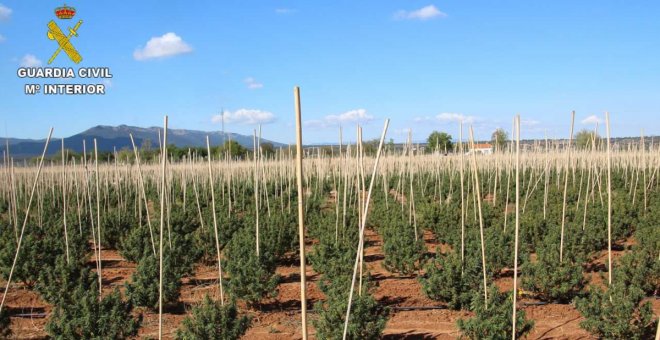 Sorprendidos en Sonseca con 12.000 plantas de marihuana modificadas genéticamente para hacerlas pasar por cáñamo industrial