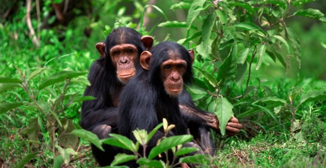 La genética explica por qué los humanos (y otros primates) no tienen cola
