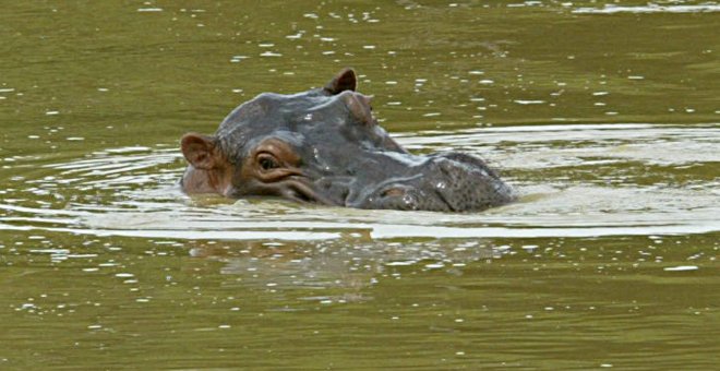 El peligro tras los hipopótamos de Pablo Escobar, declarados ahora "personas jurídicas"