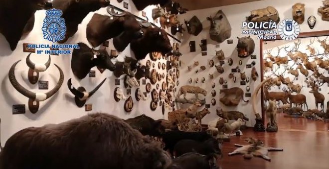La Policía interviene 49 animales disecados y 132 piezas de marfil de elefante al expresidente de Sanitas