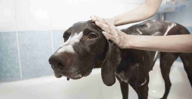 Cada cuánto tiempo hay que bañar a un perro