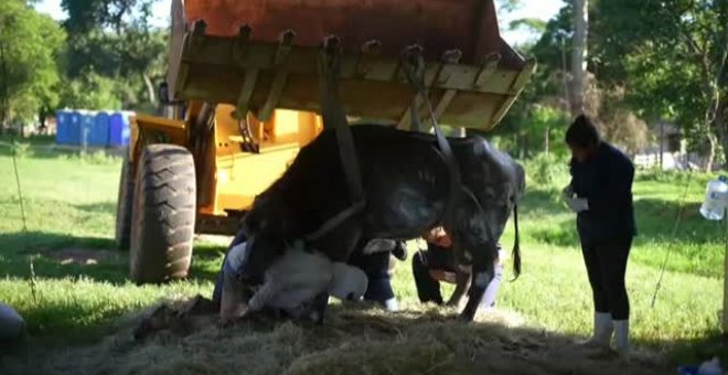 Más de 500 búfalos mueren de hambre tras ser abandonados por su dueño en una granja de Brasil