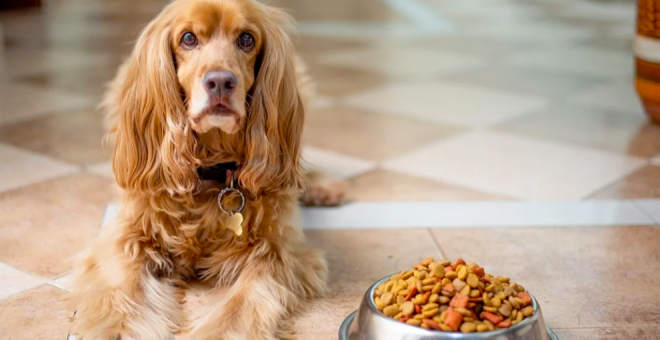 Dieta BARF para perros y gatos: todo lo que debes saber sobre este tipo de alimentación