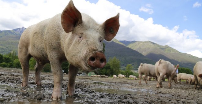 Países Bajos crea un ministerio para acabar con las emisiones perjudiciales de las macrogranjas porcinas