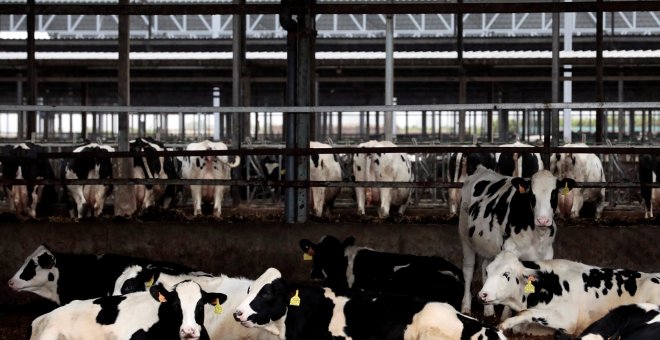 Más País pide etiquetas para los alimentos animales que indique su origen y el tipo de ganadería de procedencia
