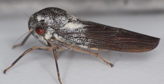 Descubierta una nueva especie de insecto "increíblemente raro"