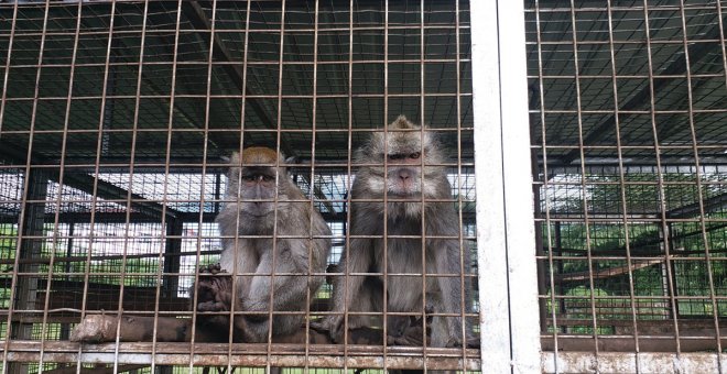 Otras miradas - Comercio con macacos de laboratorio en España