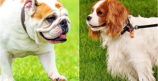 Noruega prohíbe la cría del bulldog inglés y cavalier king charles spaniel por la cantidad de enfermedades que pueden sufrir estas razas