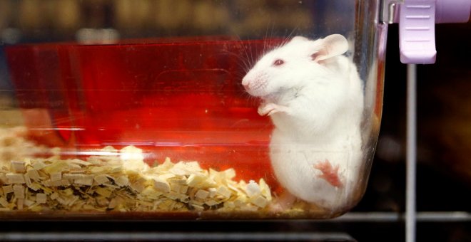 Suiza vota para decidir si se convierte en el primer país del mundo en prohibir la experimentación animal