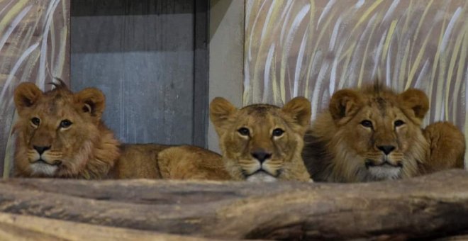 España rescata a cuatro leones de un centro de conservación de Kiev para evitar el tráfico de especies en plena guerra