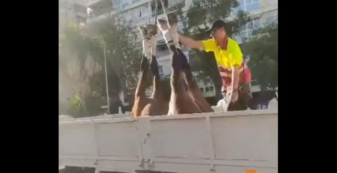 PACMA denuncia la muerte de un caballo y el desfallecimiento de varios más en la Feria de Abril de Sevilla