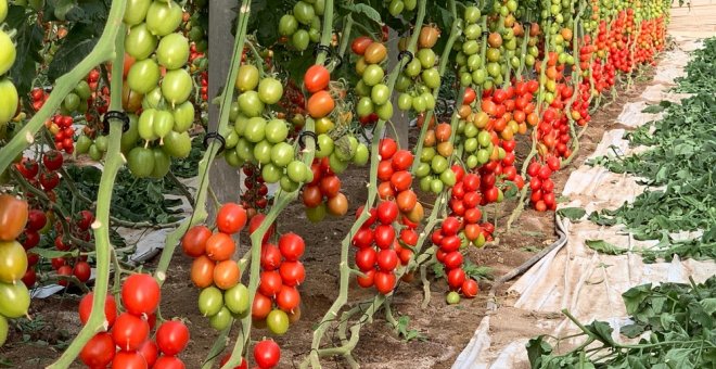 La biotecnología consigue tomates ricos en vitamina D