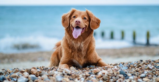 Antes de ir a la playa con perro, conoce las normas