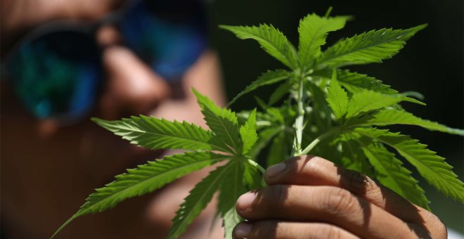 El Congreso da su 'sí' definitivo a la regulación del cannabis medicinal