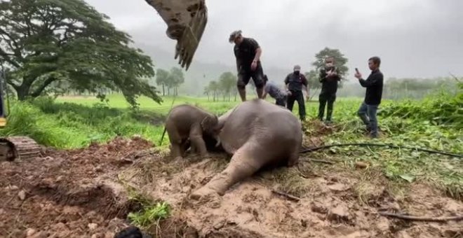El heroico rescate a una madre elefante y su cría