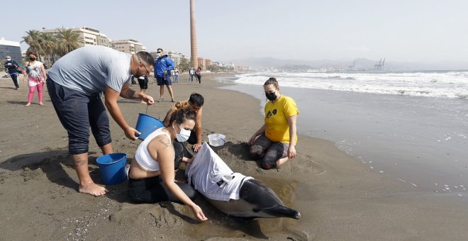 Bruselas da un ultimátum a España por no evitar la pesca accidental de especies protegidas como los delfines