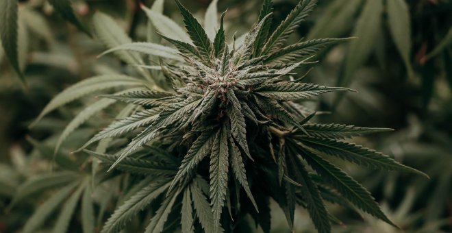 El Gobierno no ha regulado en 2022 el cannabis medicinal en el plazo que dio el Congreso