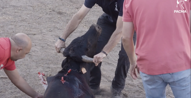 Salvajismo en la becerrada de Vinuesa: aficionados torturan a un toro hasta que deciden matarlo