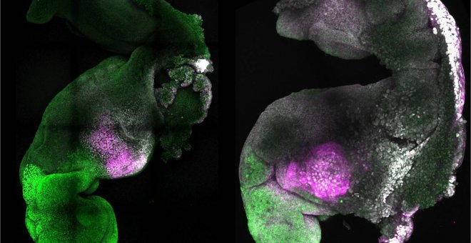Crean embriones sintéticos de ratón con cerebro y un corazón que late a partir de células madre