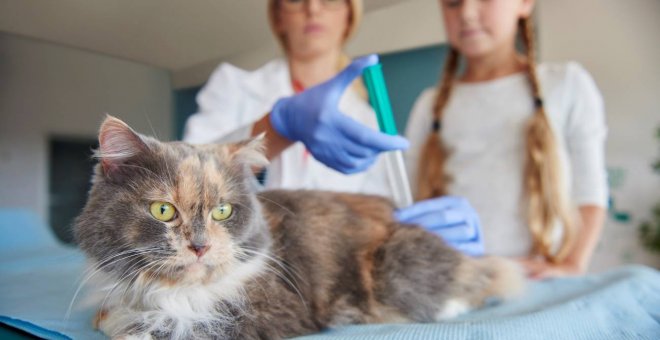 Una vacuna experimental de la covid resulta eficaz en sus primeros ensayos en gatos