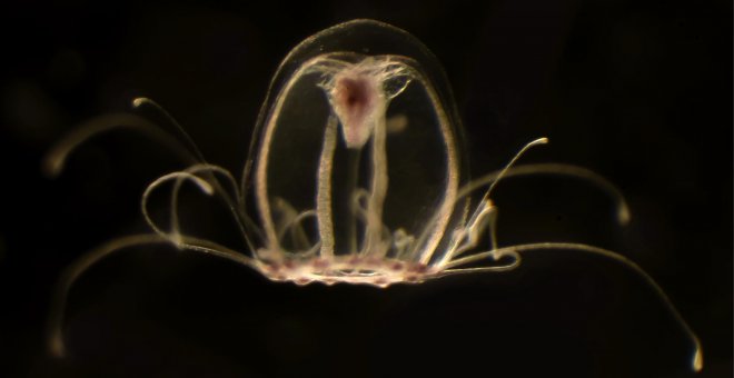 Investigadores de Oviedo descifran el genoma de la medusa inmortal que podría ser clave contra el envejecimiento